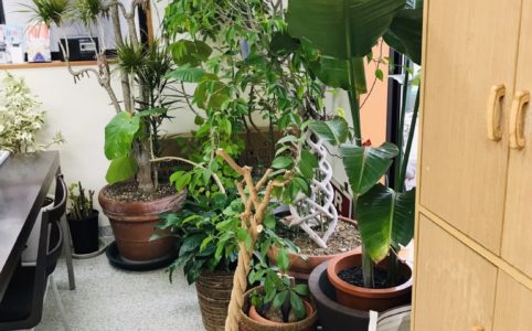 観葉植物のお手入れサービス東京 埼玉 室内やオフィスで管理 剪定 設置 処分 植え替え依頼出来る業者