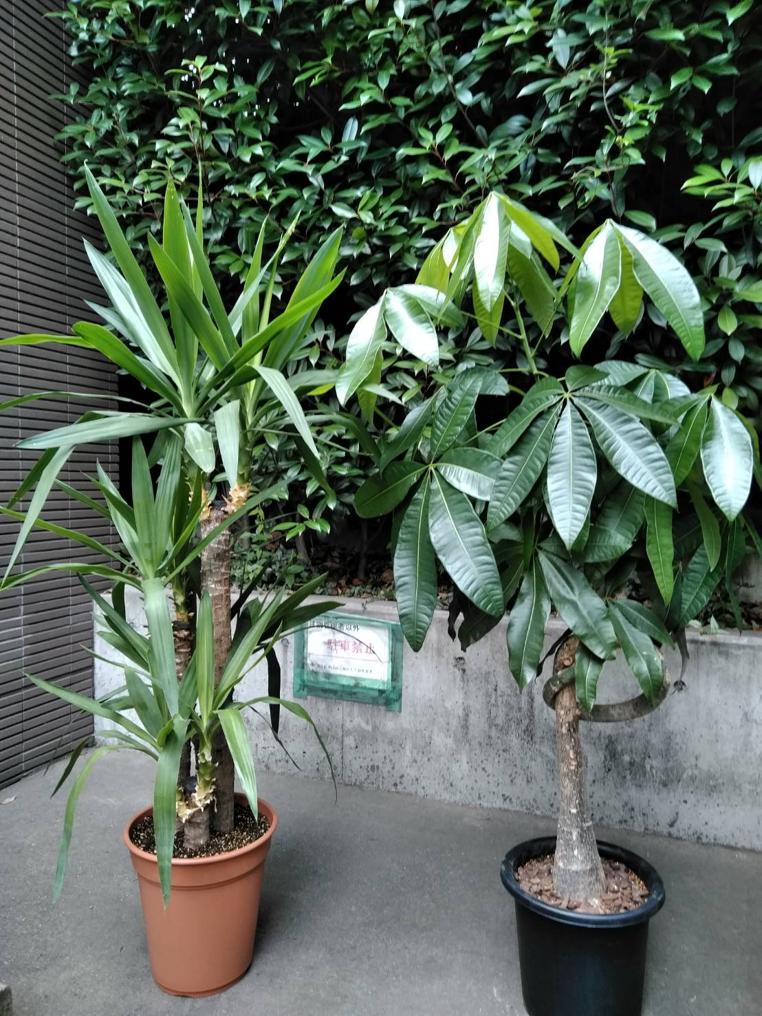 7 8 渋谷区 観葉植物 植え替え 鉢サイズ 2号 2 観葉植物のお手入れサービス